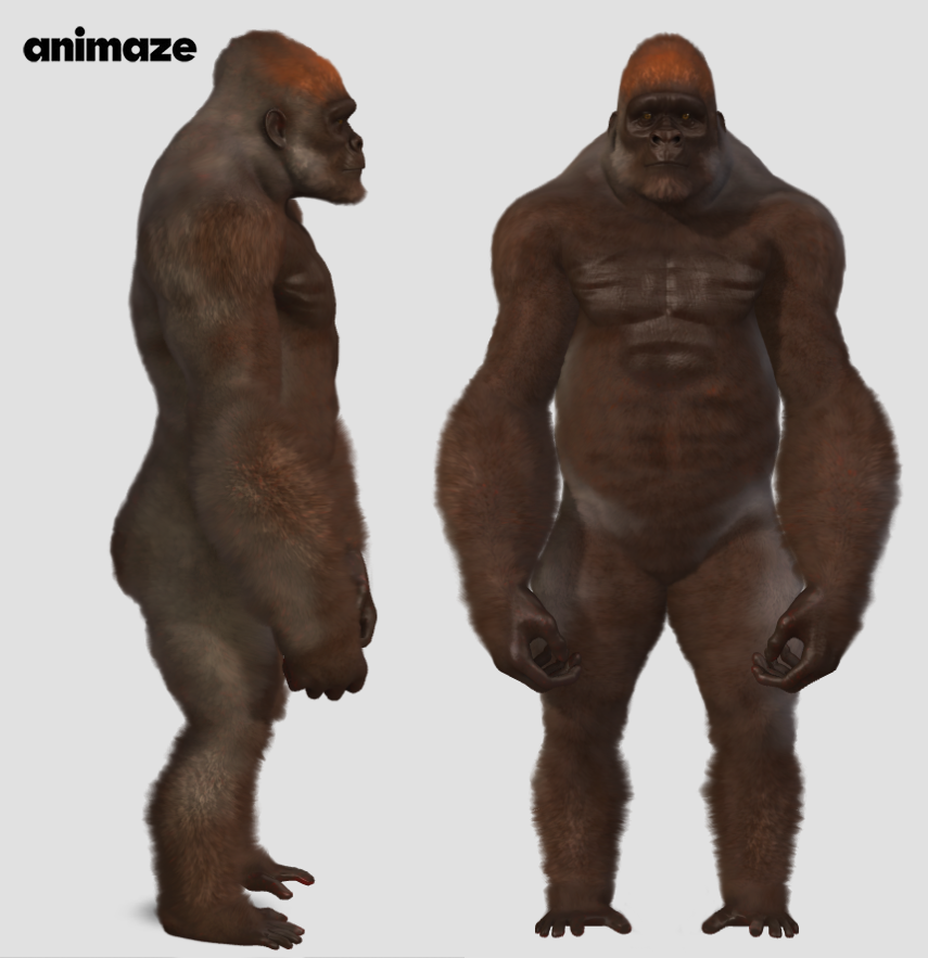 Brutus The Gorilla gallery
