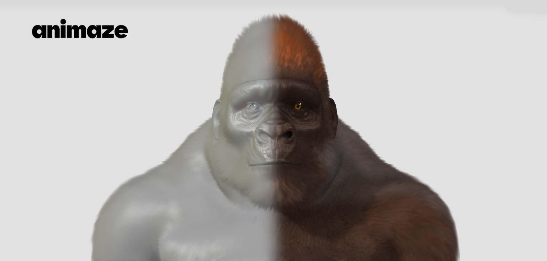 Brutus The Gorilla gallery
